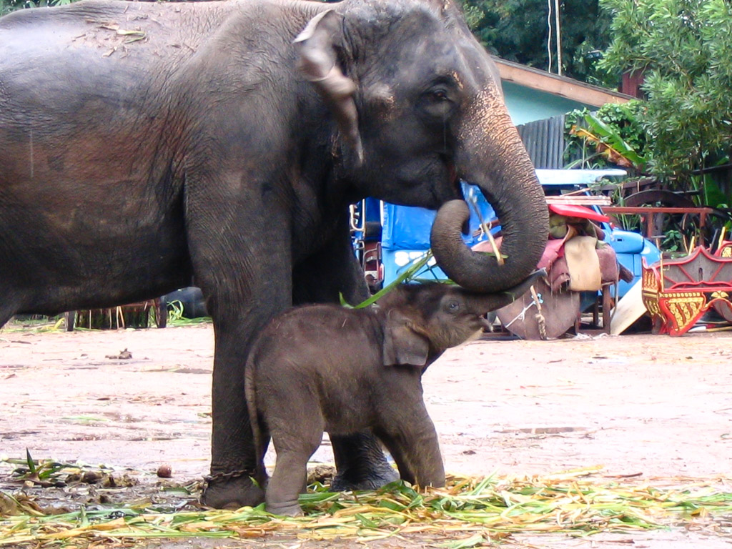 Tajska 2. del – Ayutthaya